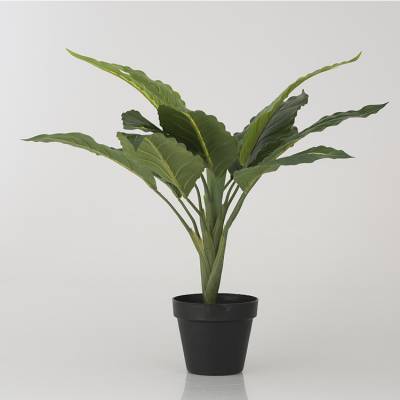 Peace Lily in pot Peace Lily in pot
