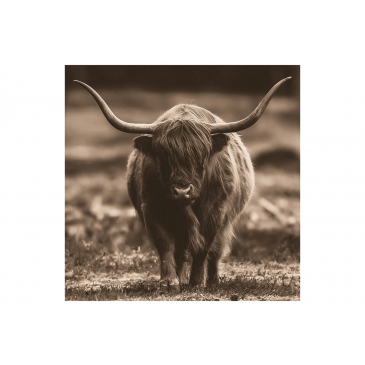 Schilderij Hooglander van Voren Vierkant Bresser Sepia