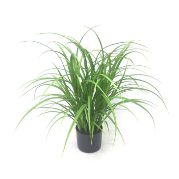 Plant - Gras