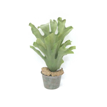 Plant - Hertshoorn