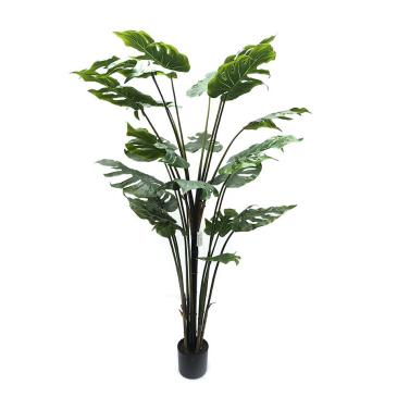 Plant Philodendron Monstera Groot