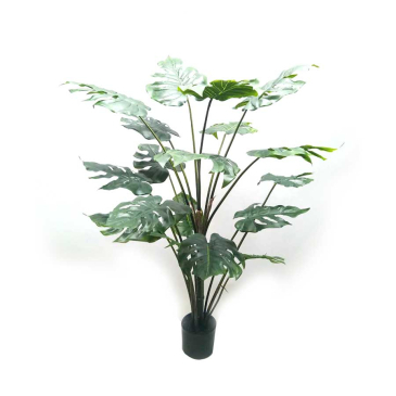 Plant Philodendron Monstera Middel