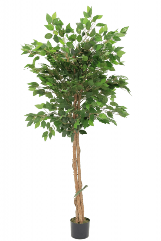 PrettyPlants Kunst Ficus 150cm