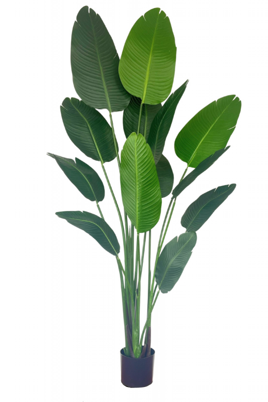PrettyPlants Kunstplant Strelitzia Mitchel 180cm