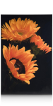 Coco Maison Fotoschilderij Sunflower 90x140cm