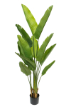 PrettyPlants Kunstplant Strelitzia Maikel 160cm