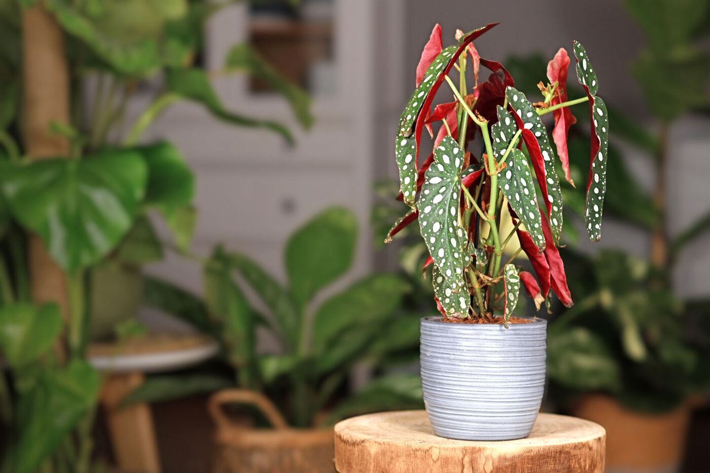 De 5 mooiste planten voor de vensterbank - Giga Meubel